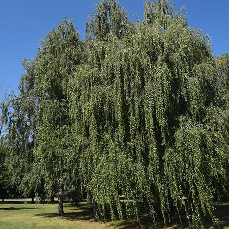 Al Salice Tranquillita Nel Verde Via Amendola 24 Lägenhet Busto Arsizio Exteriör bild