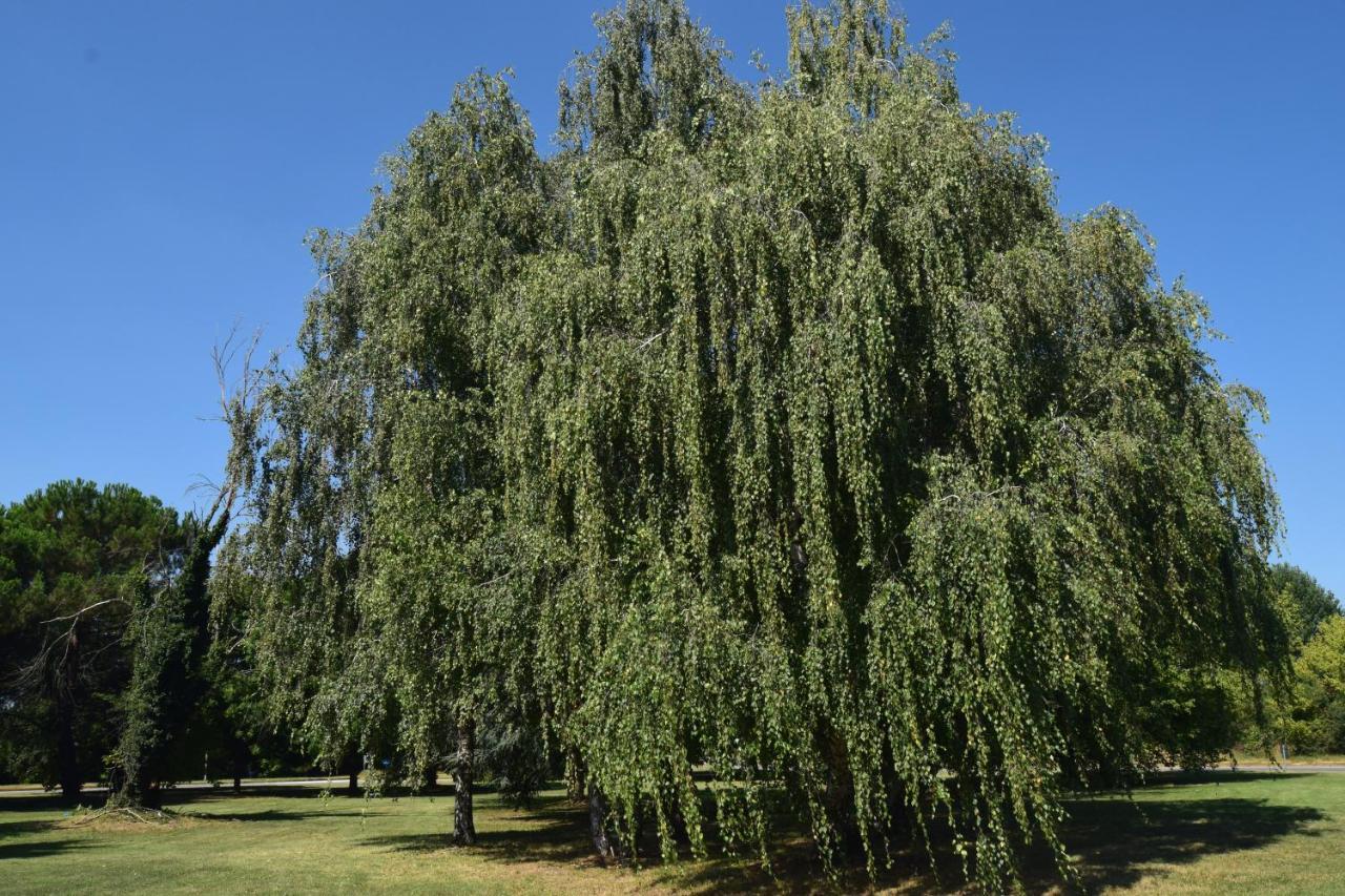 Al Salice Tranquillita Nel Verde Via Amendola 24 Lägenhet Busto Arsizio Exteriör bild
